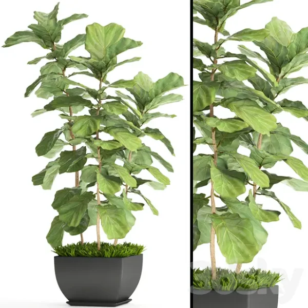 3DSky - Ficus Lyrata 4
