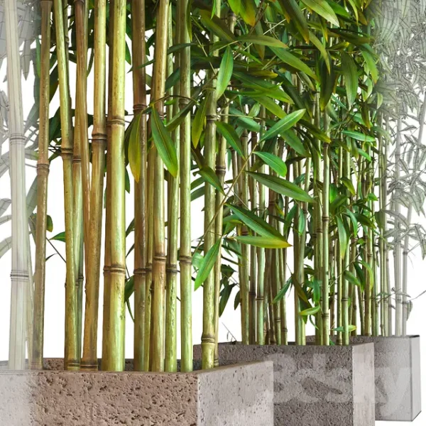 3DSky - Potted Bamboo - Image 2