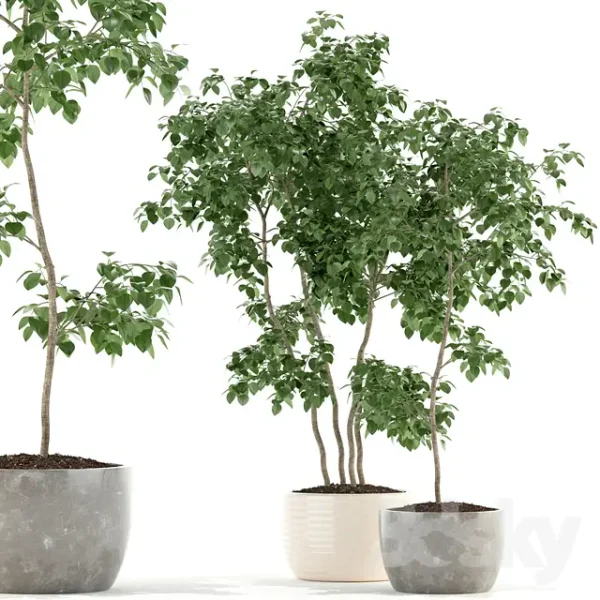 3DSky - Plants Collection 96
