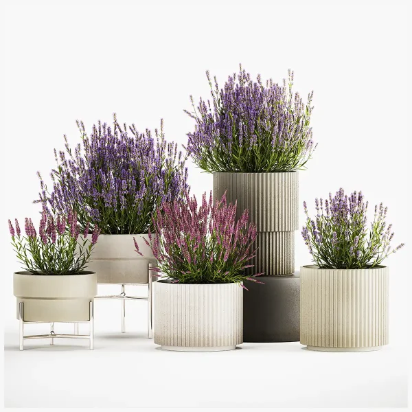 3DSky - Wildflower Bushes in Outdoor