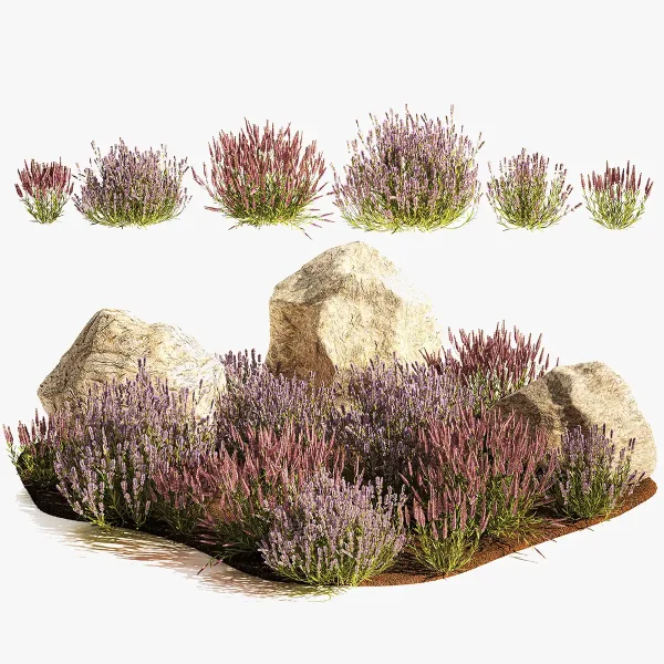 3DSky - A Set of Lavender Bushes