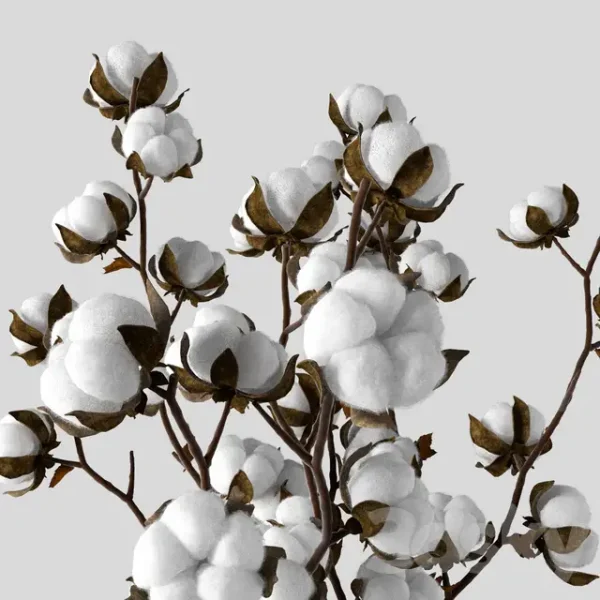 3DSky - Cotton in a Jug - Image 2