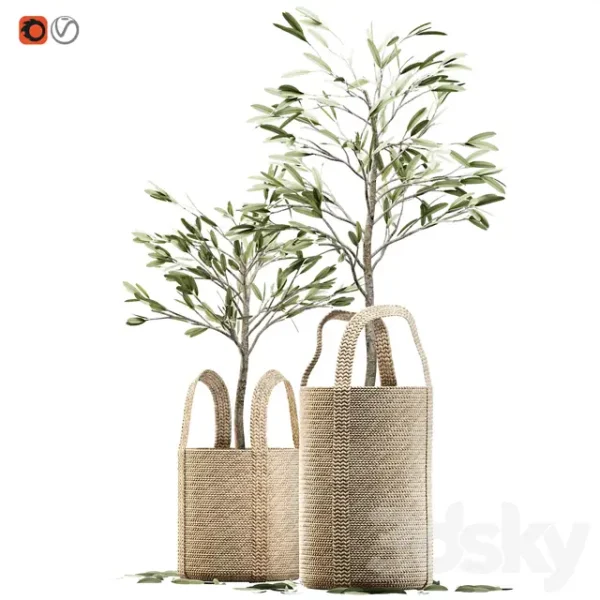 3DSky - Wicker Basket Containing the Delicate Olive Tree