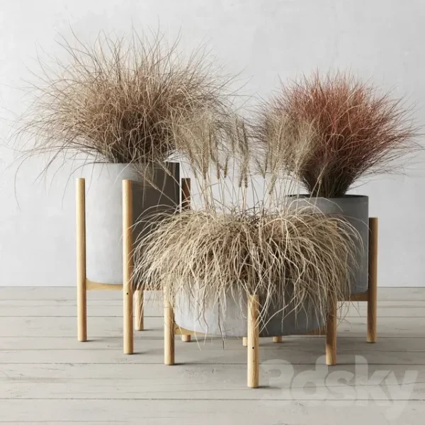 3DSky - Sedge in Concrete Pots