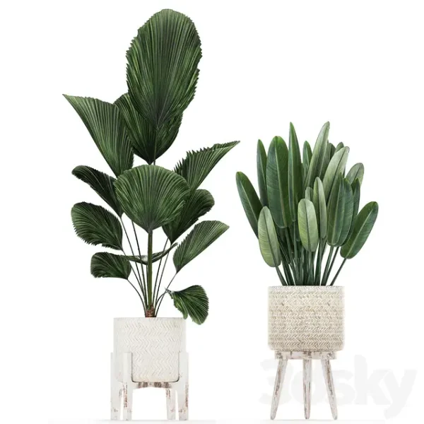 3DSky - Plant Collection 713
