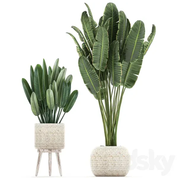 3DSky - Plant Collection 713 - Image 2