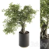 3DSky - Indoor Plant Set 207 Big Bonsai in Pot