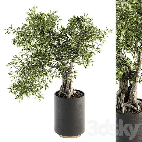 3DSky - Indoor Plant Set 207 Big Bonsai in Pot