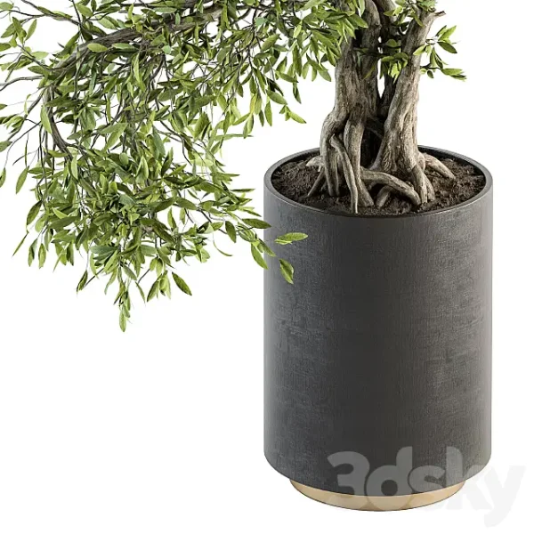 3DSky - Indoor Plant Set 207 Big Bonsai in Pot - Image 2