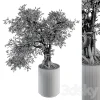 3DSky - Indoor Plant Set 207 Big Bonsai in Pot - Image 3