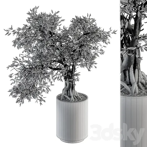 3DSky - Indoor Plant Set 207 Big Bonsai in Pot - Image 3