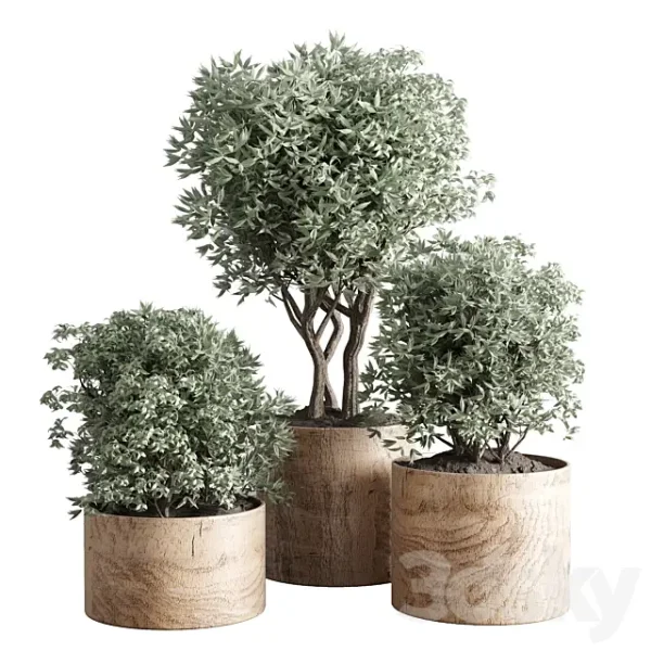 3DSky - Collection Indoor Plant 42 Wood Vase