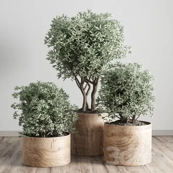 3DSky - Collection Indoor Plant 42 Wood Vase - Image 2