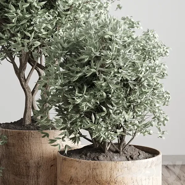 3DSky - Collection Indoor Plant 42 Wood Vase - Image 3