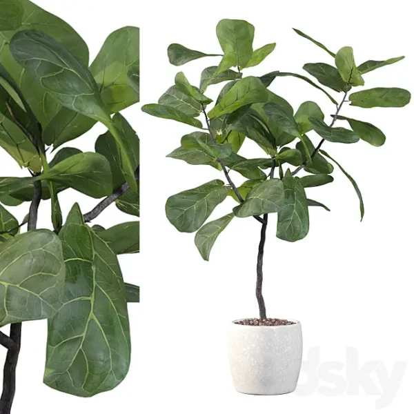 3DSky - Plants Collection 101 Ficus Lyrata - Image 2
