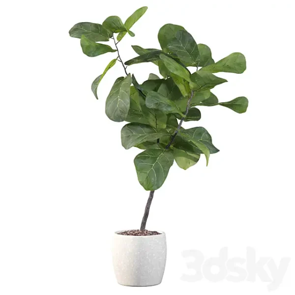 3DSky - Plants Collection 101 Ficus Lyrata
