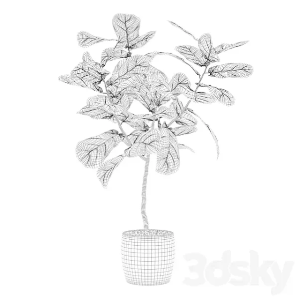 3DSky - Plants Collection 101 Ficus Lyrata - Image 4