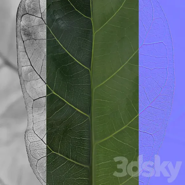 3DSky - Plants Collection 101 Ficus Lyrata - Image 3