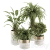 3DSky - Indoor Plant Set 245 Plant Set in Pot