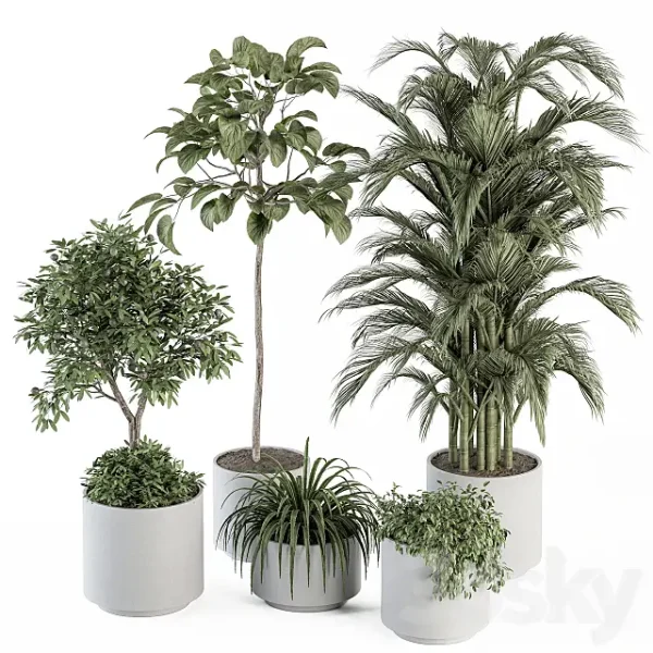 3DSky - Indoor Plant Set 257 Plant Set in Pot