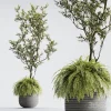 3DSky - Indoor Plant 01 ORGANIKA