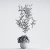 3DSky - Indoor Plant 01 ORGANIKA - Image 3