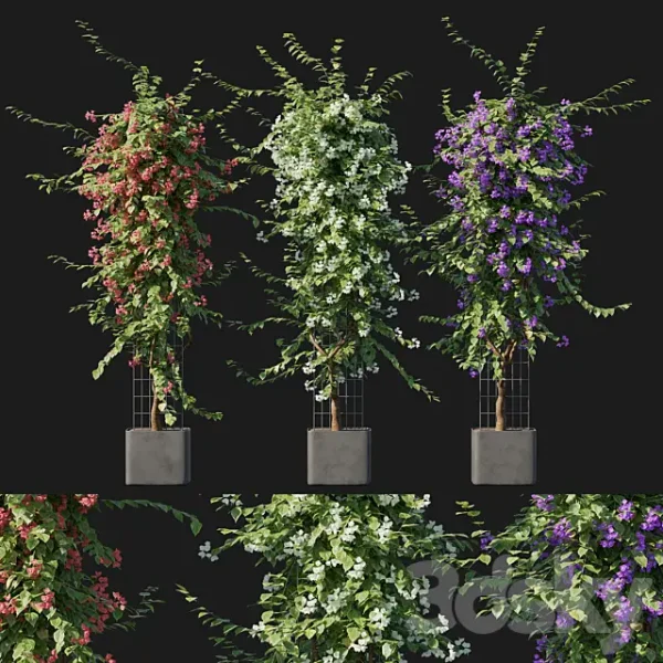 3DSky - Bougainvillea 09