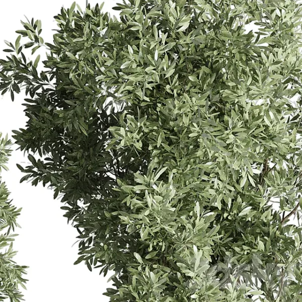 3DSky - Collection Outdoor Indoor Plant 52 - Image 2