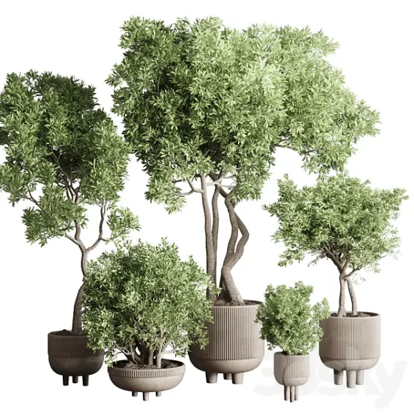 3DSky - Collection Indoor Outdoor Plant 118