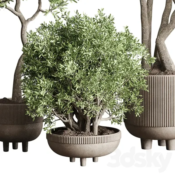 3DSky - Collection Indoor Outdoor Plant 118 - Image 2