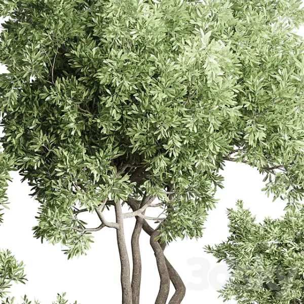 3DSky - Collection Indoor Outdoor Plant 118 - Image 3