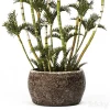 3DSky - Roystonea Decorative Palm Tree - Image 3