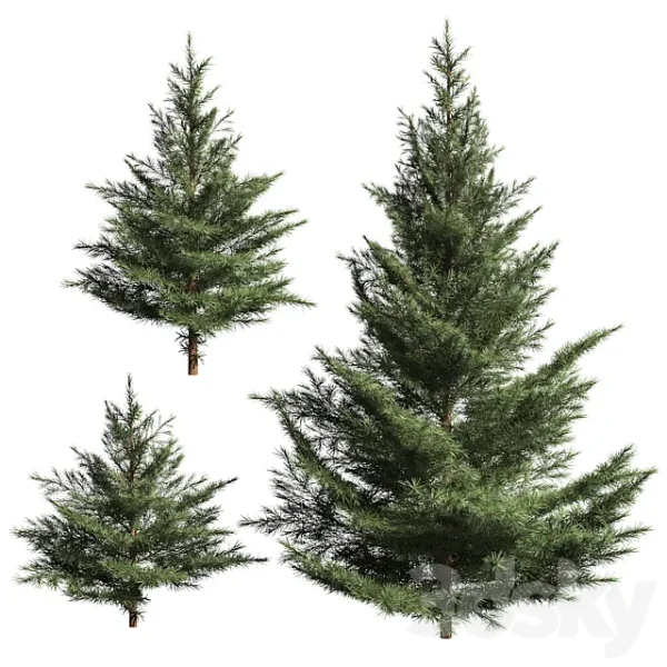 3DSky - Collection of Firs 3 Models