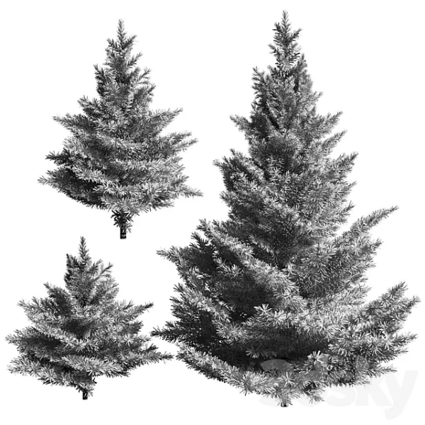 3DSky - Collection of Firs 3 Models - Image 2