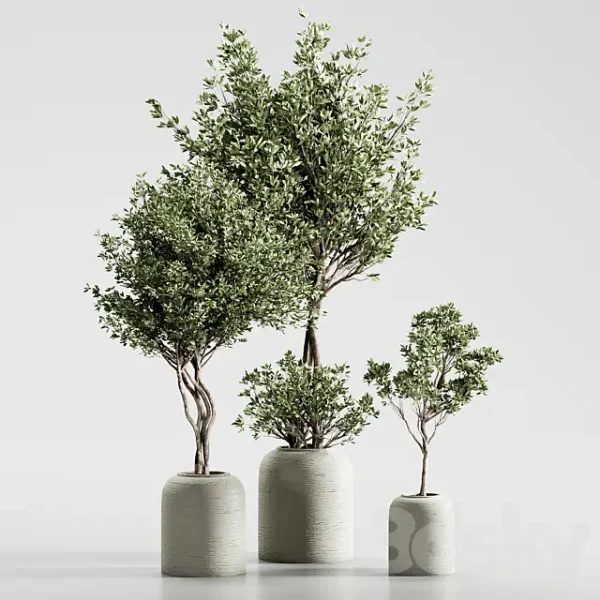 3DSky - Indoor Plant 09 - Image 2