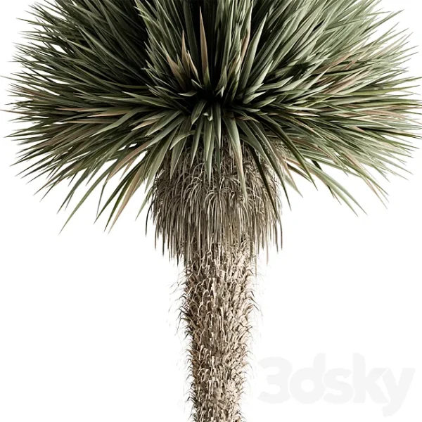 3DSky - Outdoor Plants 577 Yuka Tree - Image 2