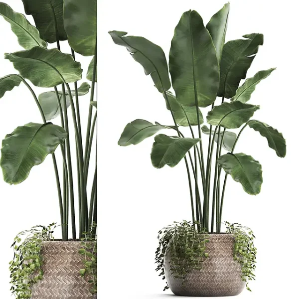 3DSky - Plant Collection 412 Banana