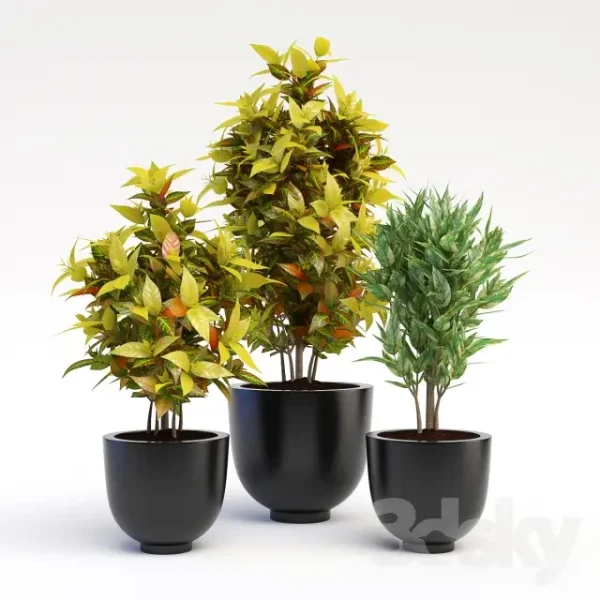 3DSky - Codiaeum Variegatum