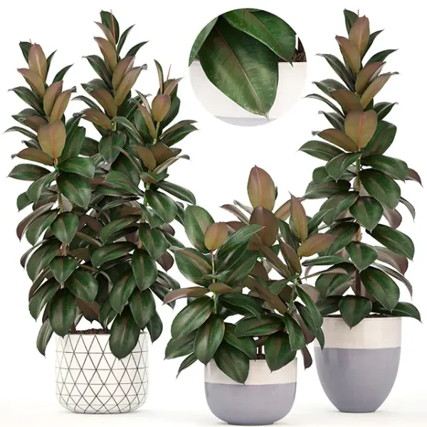 3DSky - Collection of Plants 204 Ficus Elastica