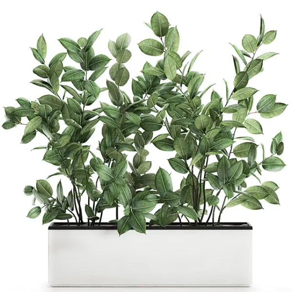 3DSky - Plant Ficus Elastica 675