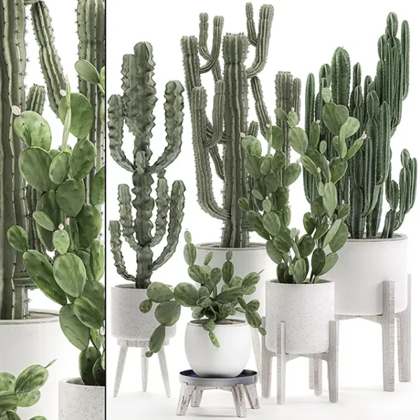 3DSky - Plant Collection Cactus 571