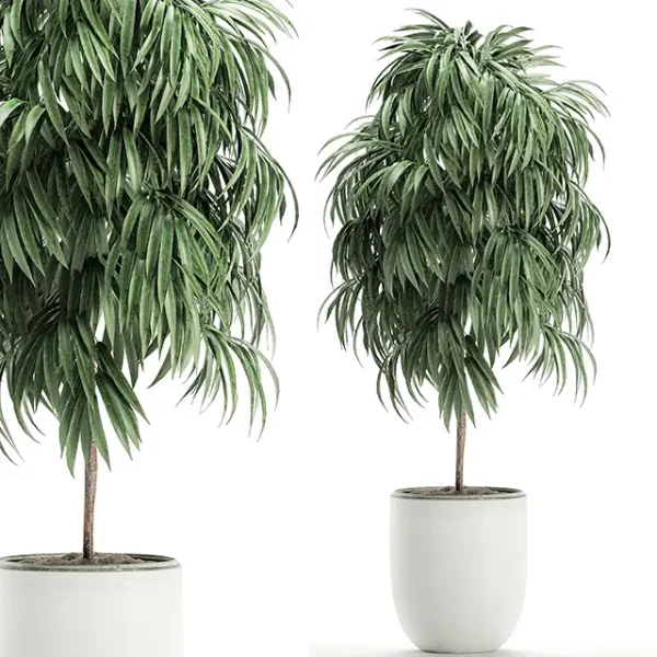 3DSky - Plant Collection Ficus Alii 501
