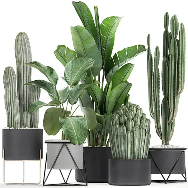 3DSky - Cacti and Strelitzia in a Pot 747