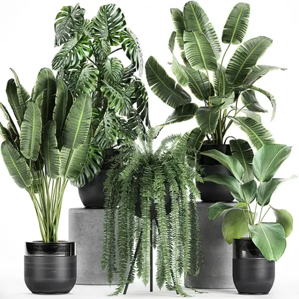 3DSky - Collection of Plants in Black Pots