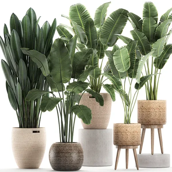 3DSky - Plant Collection 615