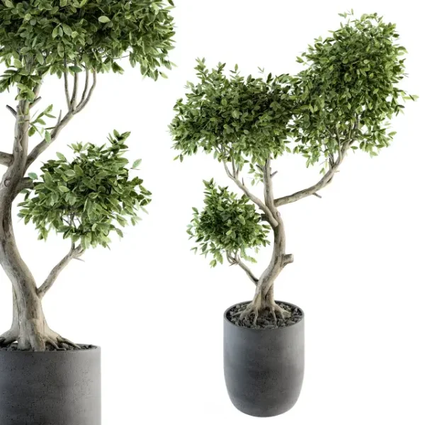 3DSky - Plant Big Bonsai Indoor Plants 110