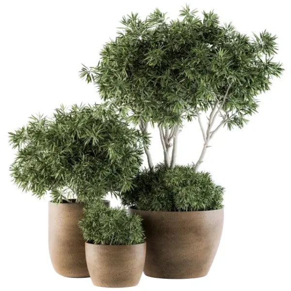 3DSky - Outdoor Plants Tree in Concrete Pot Set 111