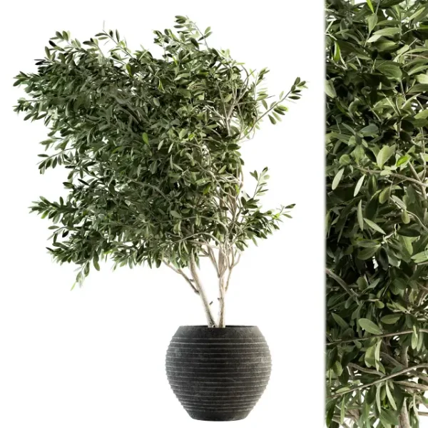 3DSky - Indoor Plant Set 87 Olive