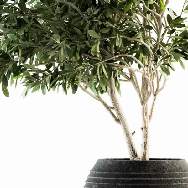 3DSky - Indoor Plant Set 87 Olive - Image 2