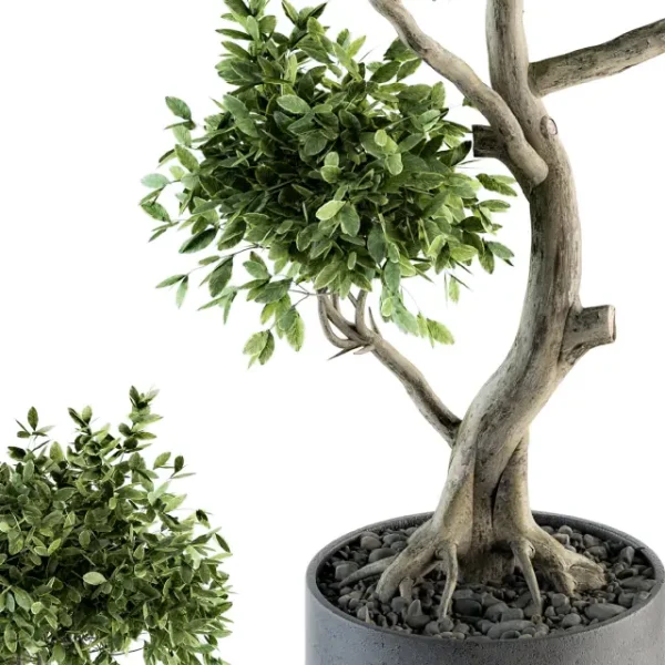3DSky - Plant Big Bonsai Indoor Plants 110 - Image 2